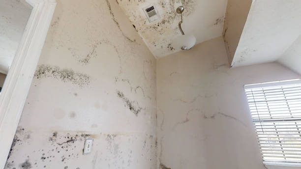 Best Biohazard Mold Removal  in Cudahy, WI